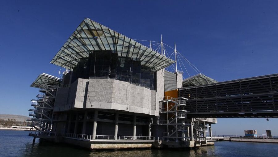 Inside the Oceanário de Lisboa, you can find 8000 animals and plants from more than 500 different species