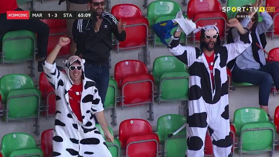 Adeptos do Santa Clara vestem-se a rigor e apoiam equipa na Madeira vestidos... de vaca